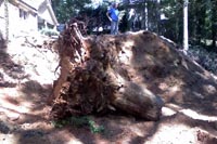 Tree Stump