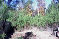 Tree, Brush Removal