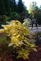 Floral Landscapes